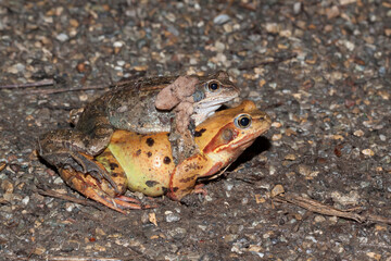 Grasfrösche (Rana temporaria)
