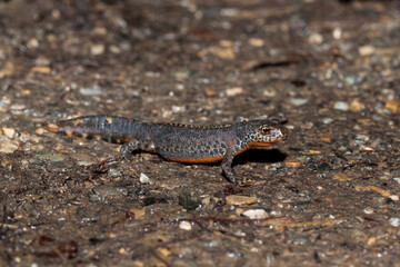 Bergmolch (Triturus alpestris) Männchen