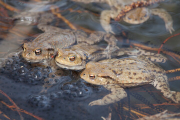 Erdkröten (Bufo bufo)
