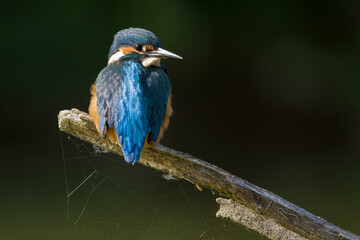 Eisvogel (Alcedo atthis)