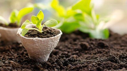 Close up seedlings in a peat pot on the ground.