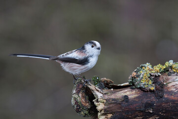 Schwanzmeise (Aegithalos caudatus)