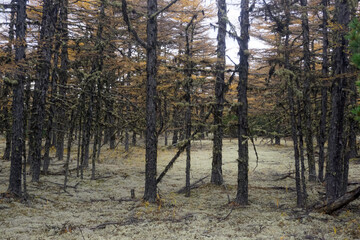 Coniferous autumn forest in the taiga in the North of Sakhalin Island