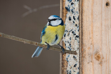 Naklejka premium Blaumeise (Cyanistes caeruleus)