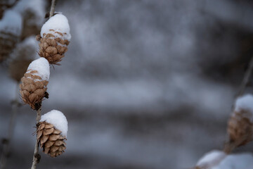 Close up of branch with brown pine cones covered in snow on left side with gray and white empty copy space in middle