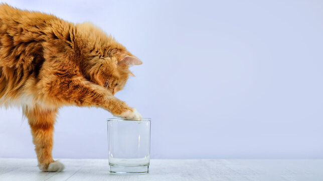 Cat plays with water in a glass on the floor, copy spacy