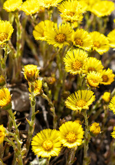 spring young yellow flowers mother and stepmother close-up, plant natural background with copy space, Tussilago farfara