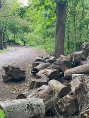 Tree in the woods