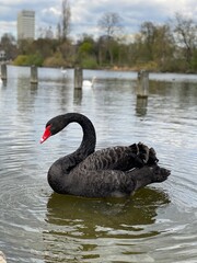 Naklejka premium Black swan on the lake