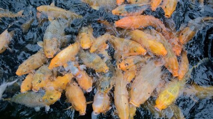 Many colorful decorative fishes in fresh aquatic pond, actively waiting for feeding, farming goldfishes industry 