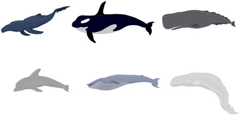 Cartoon set of whales. Beluga, killer whale, humpback whale, cachalot, blue whale, dolphin. Underwater world, Marine life