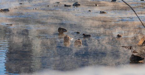 아침 물안개와 오리가족들