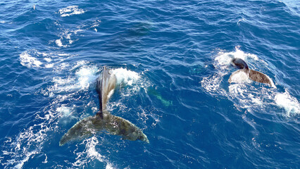 Obraz premium Two flukes of humpback whales