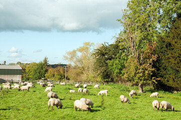 Summertime trees and fields in the countryside.