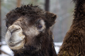 Photo of camels in a winter forest in a pen