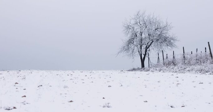 snowy farmland field with apple tree at winter day
