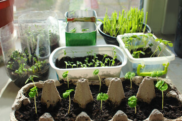 Oat seedlings, sage and gazania flowers in homemade pots, a box of eggs on the windowsill, a mini greenhouse at home. Home leisure growing seedlings of flowers at home in spring.