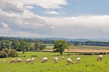 Obraz premium Summertime trees and fields in the countryside.