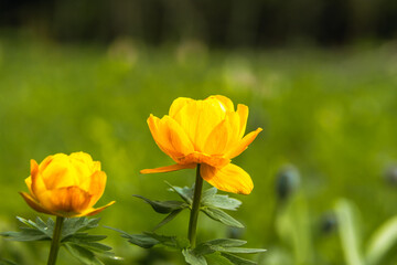 almost fabulous flower with which legends and mythology are associated, elves brew the elixir of life in flower buds