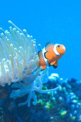White and orange anemone/ clownfish, coral reef
