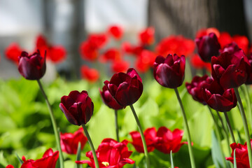 Fototapeta premium Wonderful burgundy tulip flowers blooming in a field of tulips, on a background of blurred tulip flowers, large format