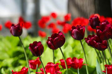 Obraz premium Close-up of a burgundy-red tulips with selective focus on a blurry soft red-green background 