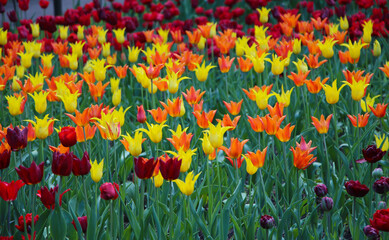 Spring meadow with a lot of multicolored red and yellow tulip flowers with selective focus, floral background