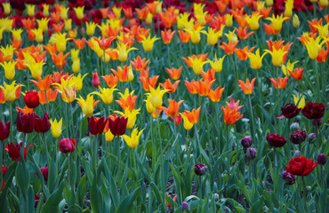 Spring meadow with a lot of multicolored red and yellow tulip flowers with selective focus, floral background