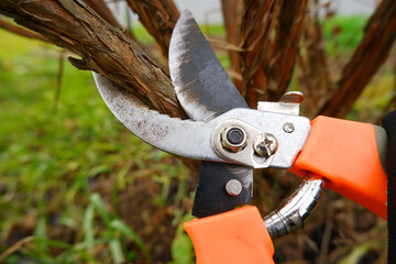 Close-up of a pruner and a shrub. A gardener will show you how to prune the dry branches of a shrub...