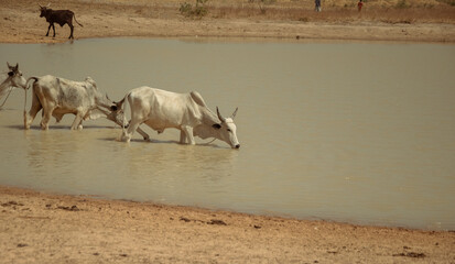 Fototapeta premium African bulls