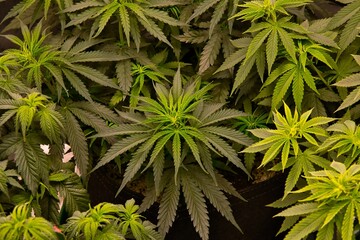 Do-si-dos, Marijuana, seedling, weed, cannabis, new growth