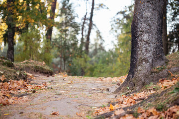 footpath in autumn park, tree trunks, autumn leaves on ground