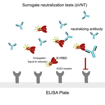 The General Principle Of Surrogate Virus Neutralization Test (Competitive ELISA) For Detect Neutralizing Antibody