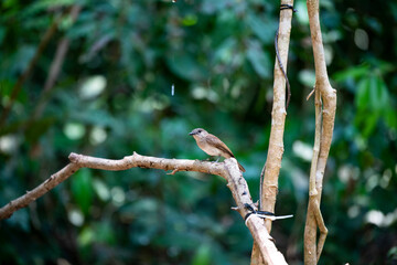 Yellow - rumped Flycatcher