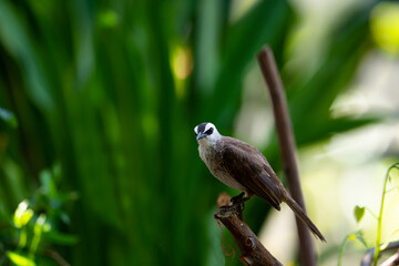 Yellow - vented Bulbul