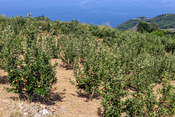 Fototapeta na wymiar The apple orchards near the village of Zagora (Pelion, Greece) overlooking the sea in summer time.