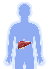 Illustration with liver internal organ. Human body anatomy. Health care and medical image.