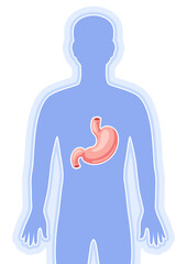 Illustration with stomach internal organ. Human body anatomy. Health care and medical image.