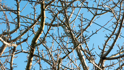 Ramas sin hojas de árbol en invierno y cielo azul