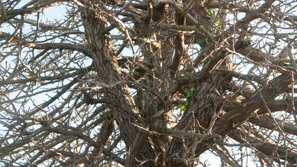 Ramas sin hojas de árbol en invierno y cielo azul