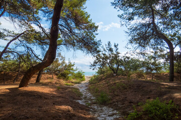 Pineta sulla riviera Adriatica