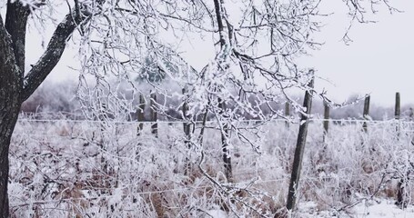 snowy farmland field with apple tree and vineyards at winter day - Powered by Adobe