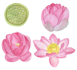 Set of blooming lotuses on a white background. Flowering stages, from bud to seed pod