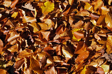 Brown leafs in autumn on the forest ground - fall season