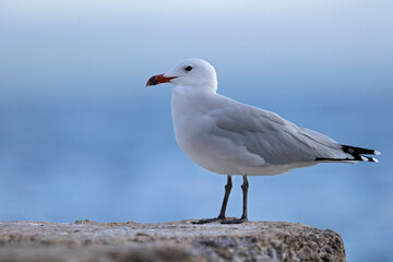 Audouin's gull (Ichthyaetus audouinii) perched on a rock along the coast