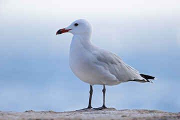 Audouin's gull (Ichthyaetus audouinii) perched on a rock along the coast