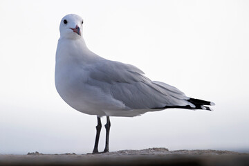 Audouin's gull (Ichthyaetus audouinii) perched on a rock along the coast