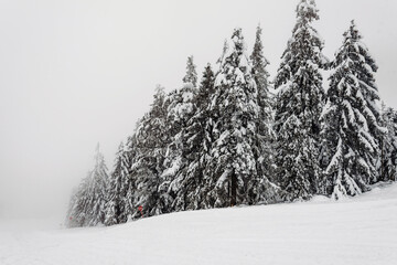 Snow Covered Forest Pine Trees