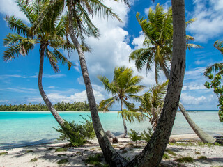 Palm Trees on the Blue Lagoon beach at Rangiroa Atoll, French Polynesia, in the South Pacific