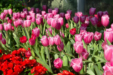 Beautiful tulips in the flower garden, Nature background